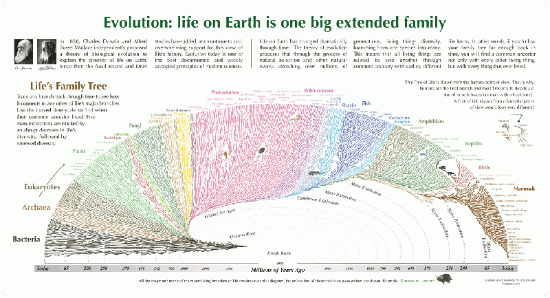 File:Evolution chart.gif