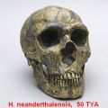 Homoneanderthalensis.jpg